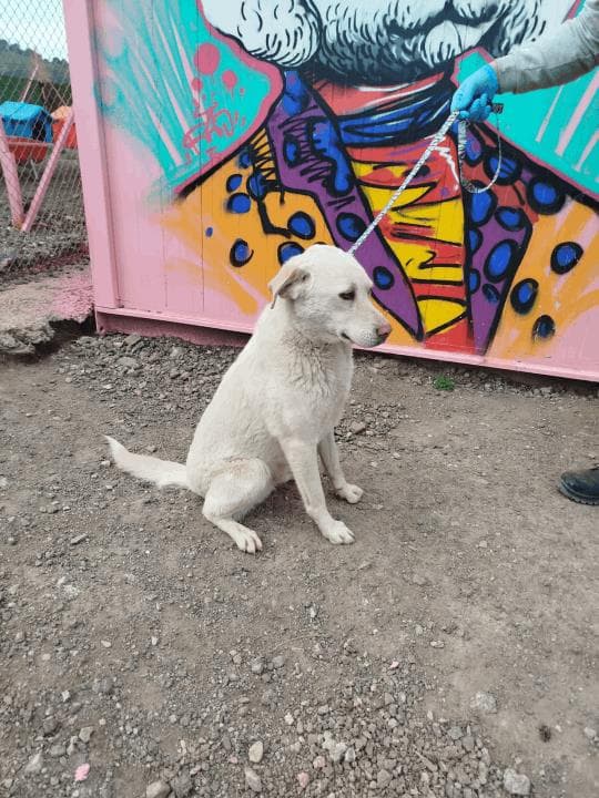 Balikesir Melez 113 Melez Köpek, Balıkesir