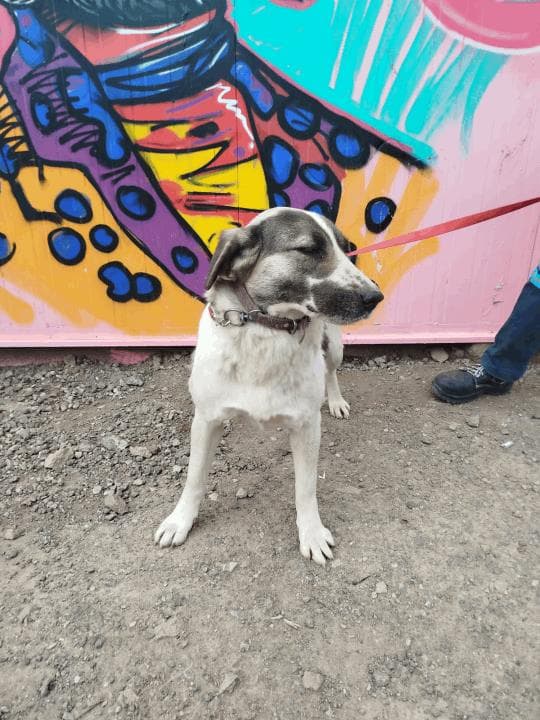 Balikesir Melez 114 Melez Köpek, Balıkesir