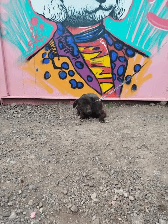 Balikesir Melez 115 Melez Köpek, Balıkesir