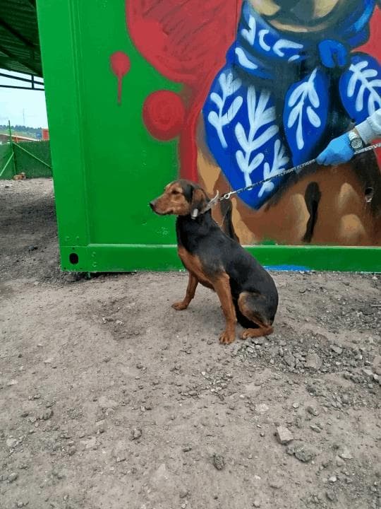 Balikesir Melez 116 Melez Köpek, Balıkesir
