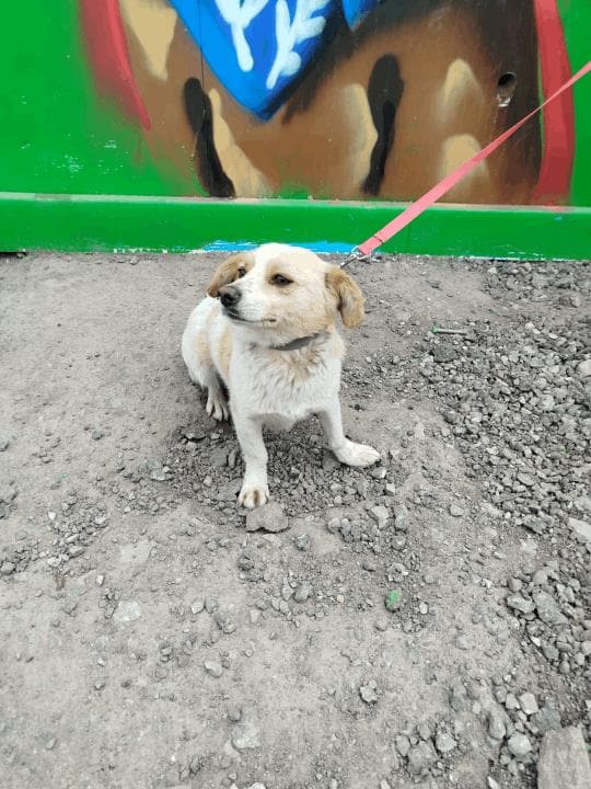 Balıkesir Melez Köpek Melez Köpek, Balıkesir