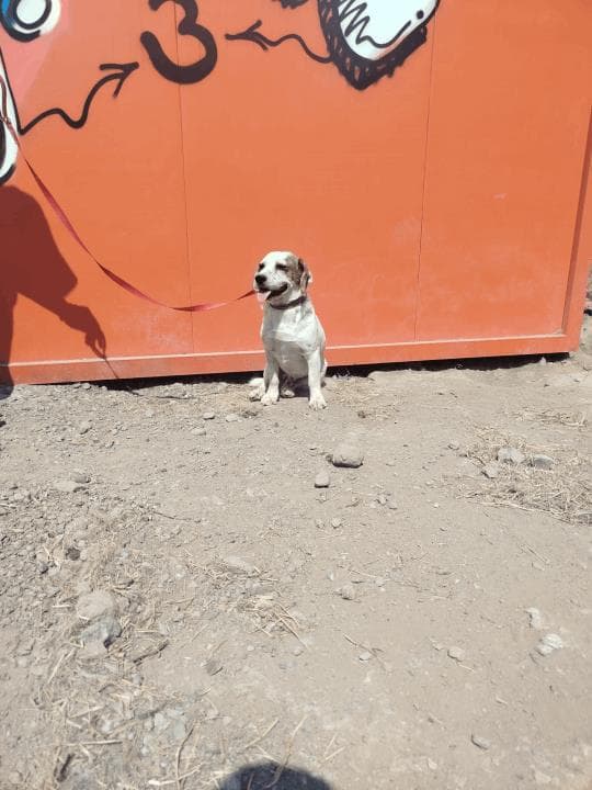Balıkesir Melez Köpek Melez Köpek, Balıkesir