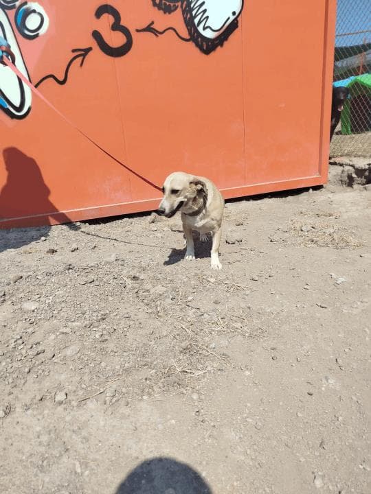Balıkesir Terrier Köpek Terrier Köpek, Balıkesir