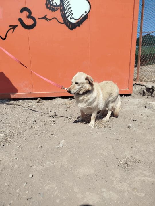 Balıkesir Melez Köpek Melez Köpek, Balıkesir