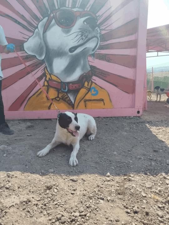 Balıkesir Melez Köpek Melez Köpek, Balıkesir