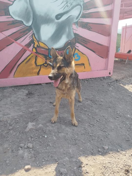 Balıkesir Kurt Köpek Kurt Köpek, Balıkesir