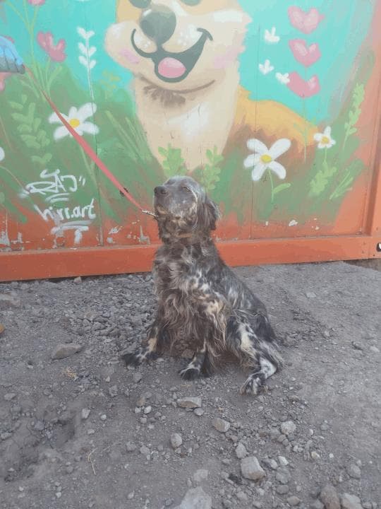 Balıkesir Melez Köpek Melez Köpek, Balıkesir