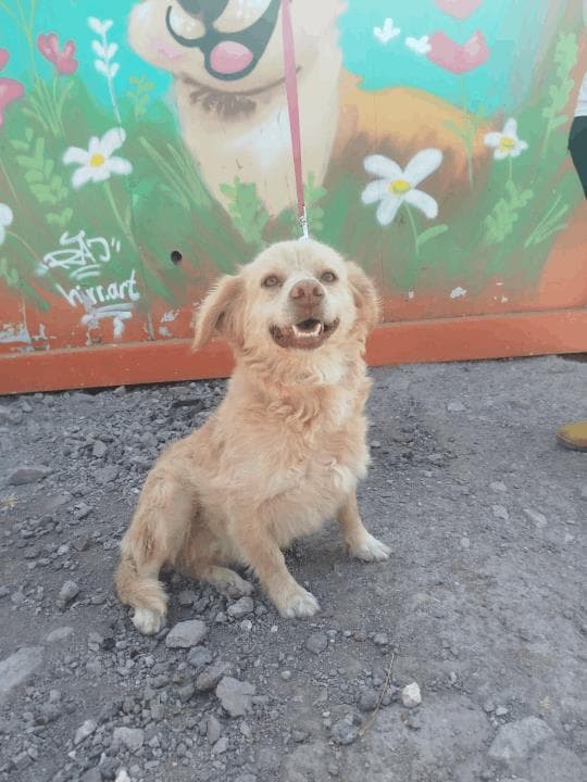 Balıkesir Melez Köpek Melez Köpek, Balıkesir