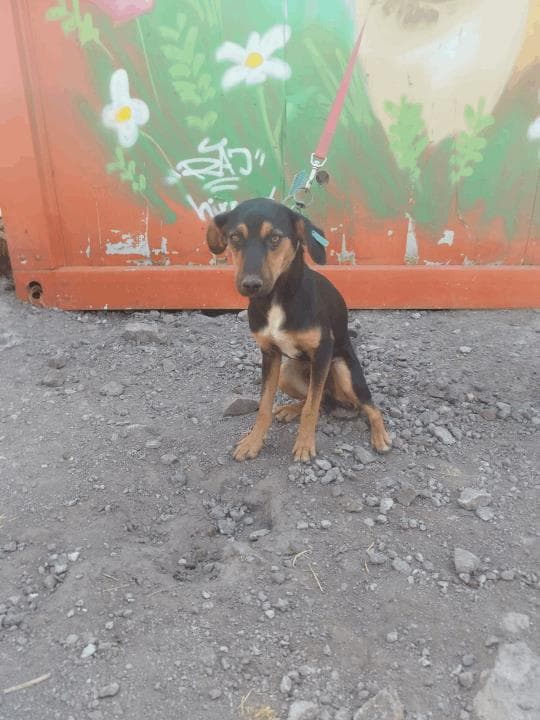 Balıkesir Melez Köpek Melez Köpek fotoğrafı