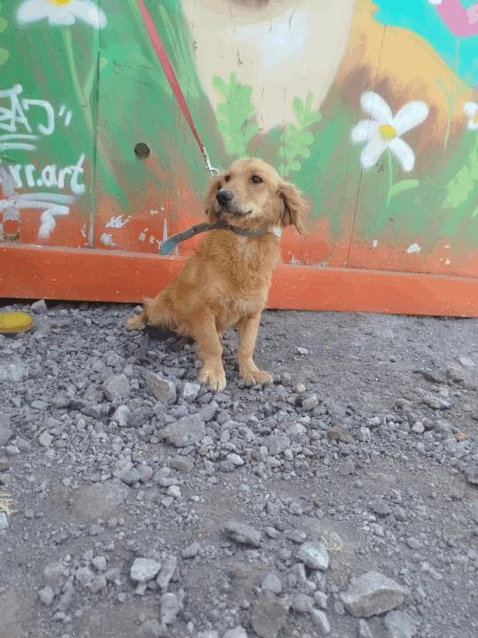 Balıkesir Melez Köpek Melez Köpek fotoğrafı