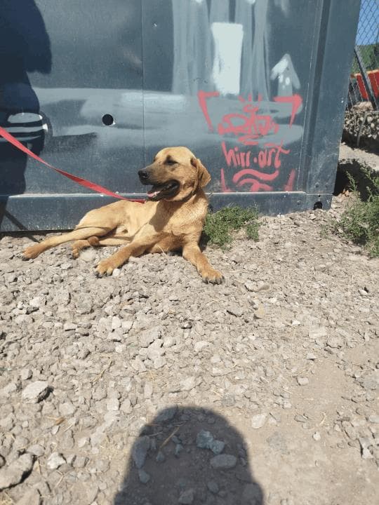 Balıkesir Melez Köpek Melez Köpek fotoğrafı