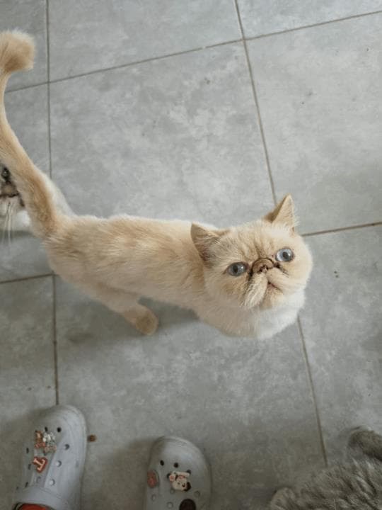 Balıkesir İran Kedisi Kedi İran Kedisi Kedi, Balıkesir