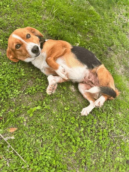 Balikesir Melez 88 Melez Köpek, Balıkesir