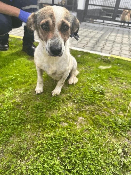 Balikesir Melez 89 Melez Köpek, Balıkesir