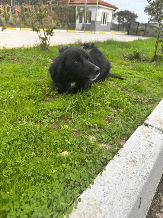 Balikesir Melez 91 Melez Köpek, Balıkesir