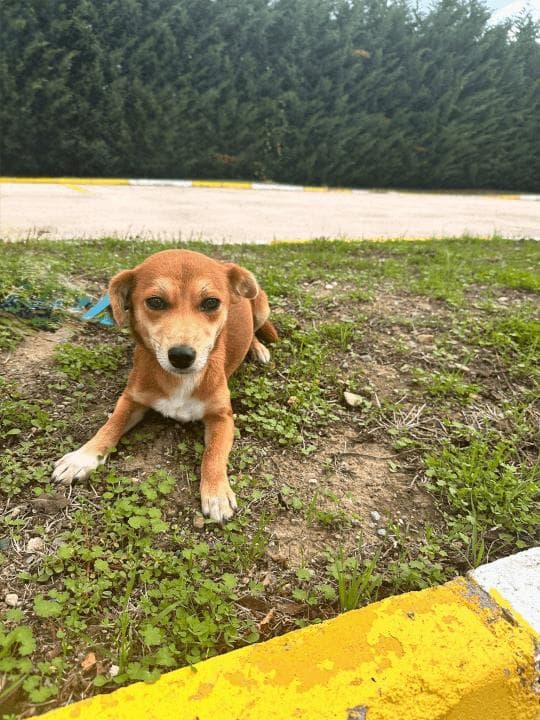 Balikesir Melez 92 Melez Köpek, Balıkesir