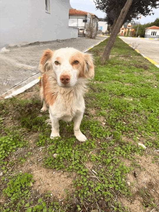 Balikesir Melez 93 Melez Köpek, Balıkesir
