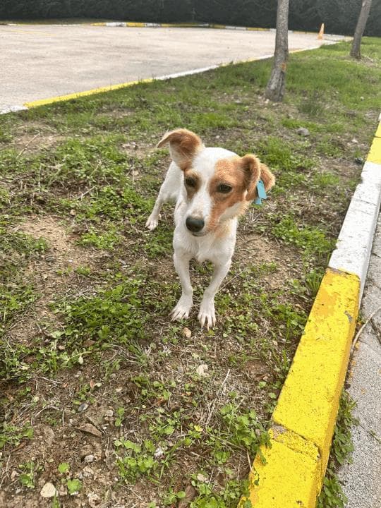 Balikesir Melez 95 Melez Köpek, Balıkesir