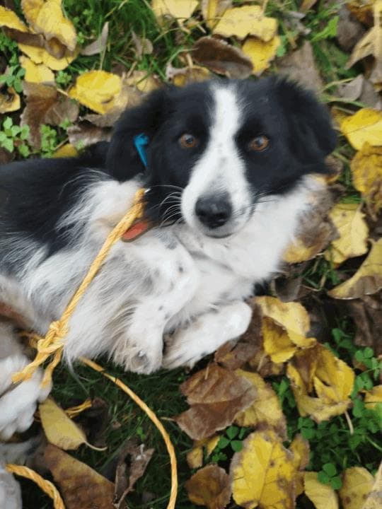 Balikesir Melez 98 Melez Köpek, Balıkesir