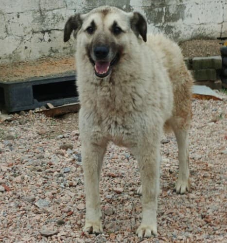 Bandirma Kangal A5009 Kangal Köpek, Balıkesir