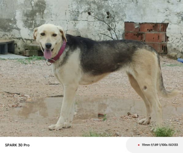 Bandirma Melez B0000 Melez Köpek, Balıkesir