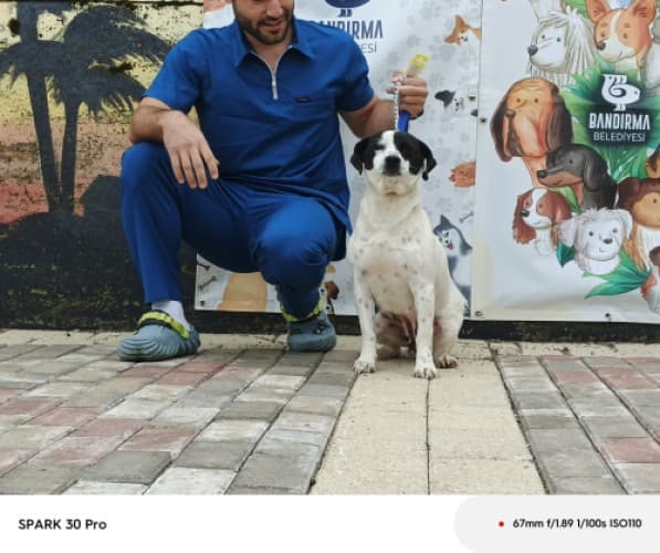 Bandirma Terrier B3756 Terrier Köpek, Balıkesir