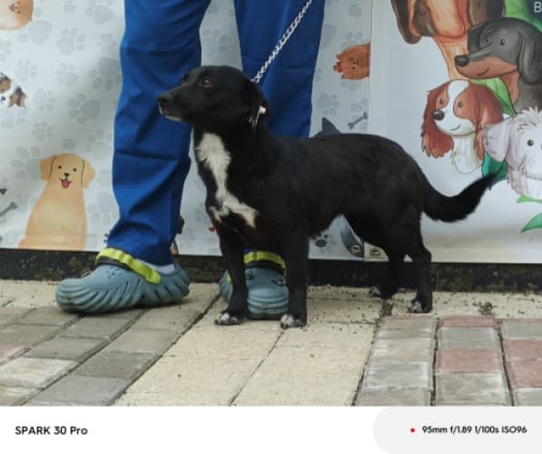 Bandirma Terrier B1603 Terrier Köpek, Balıkesir