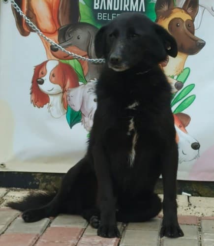 Bandirma Terrier B3553 Terrier Köpek, Balıkesir