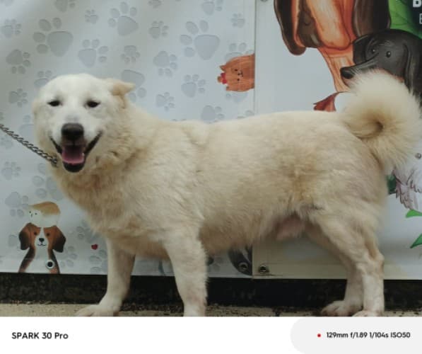 Bandirma Terrier B1213 Terrier Köpek, Balıkesir