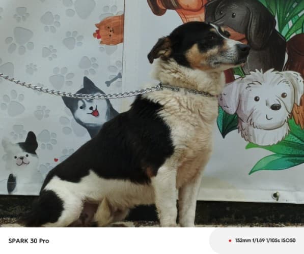 Bandirma Terrier B665 Terrier Köpek, Balıkesir