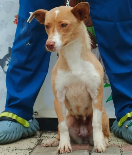 Bandirma Terrier B3686 Terrier Köpek, Balıkesir