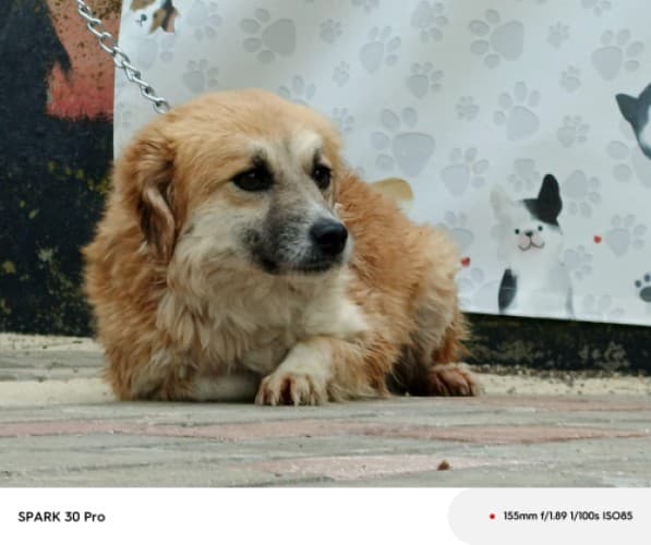 Bandirma Terrier B3188 Terrier Köpek, Balıkesir