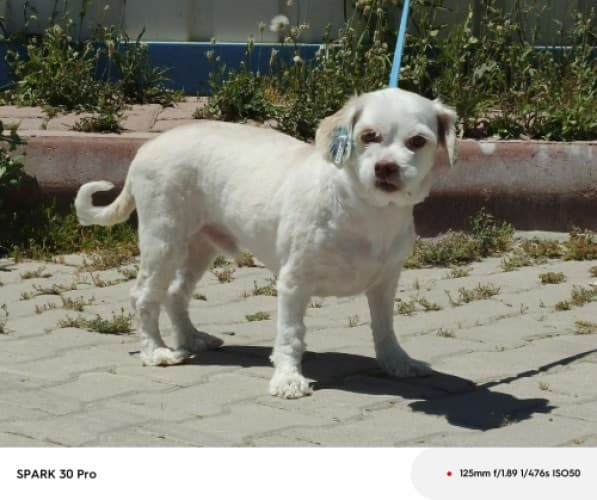 Bandirma Terrier B3044 Terrier Köpek, Balıkesir