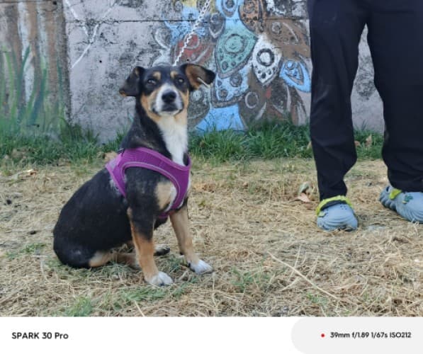 Bandırma Terrier Köpek Terrier Köpek fotoğrafı