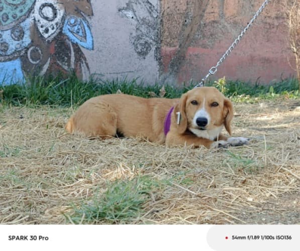 Bandırma Terrier Köpek Terrier Köpek fotoğrafı