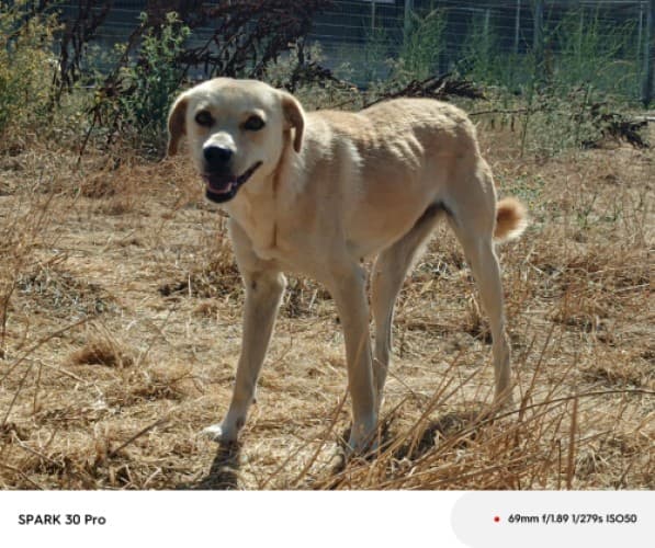 Bandırma Terrier Köpek Terrier Köpek fotoğrafı