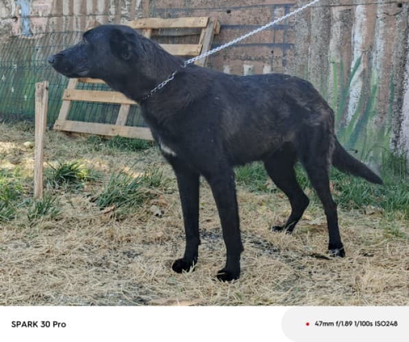 Bandırma Kurt Köpek Kurt Köpek fotoğrafı