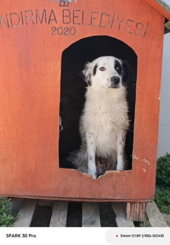 Bandırma Terrier Köpek Terrier Köpek fotoğrafı