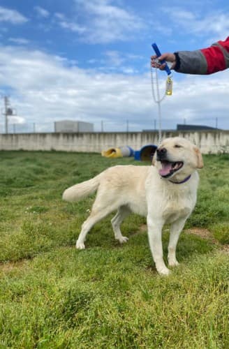 Bandirma Labrador Retriever B1417 Labrador Retriever Köpek, Balıkesir