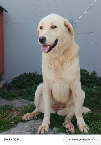 Bandırma Labrador Retriever Köpek Labrador Retriever Köpek fotoğrafı