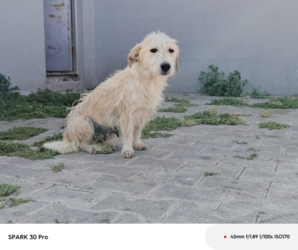 Bandırma Terrier Köpek Terrier Köpek fotoğrafı