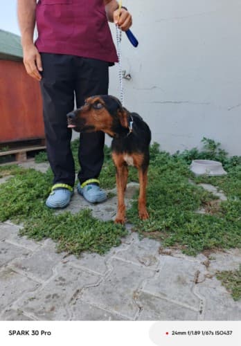 Bandırma Av Köpeği Köpek Av Köpeği Köpek fotoğrafı