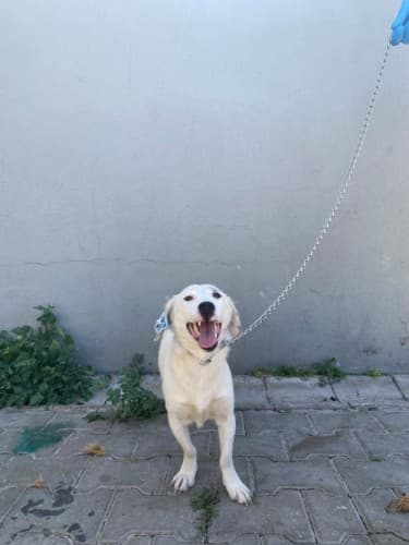 Bandırma Terrier Köpek Terrier Köpek fotoğrafı