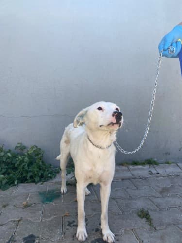Bandırma Terrier Köpek Terrier Köpek fotoğrafı