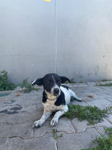 Bandırma Terrier Köpek Terrier Köpek fotoğrafı