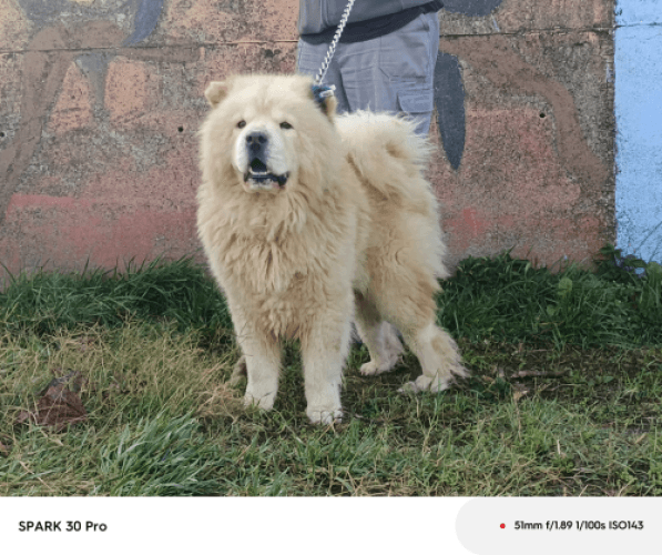 Bandırma Chow Chow Köpek Chow Chow Köpek fotoğrafı