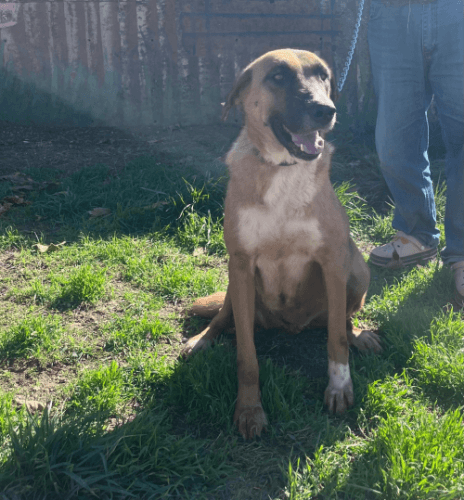 Bandırma Kangal Köpek Kangal Köpek fotoğrafı
