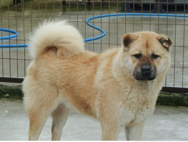 Bandirma Çov Çov 3 Çov Çov Köpek, Balıkesir