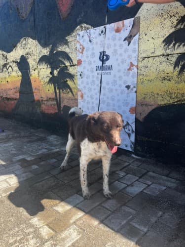 Bandirma Zerdava B1526 Zerdava Köpek, Balıkesir