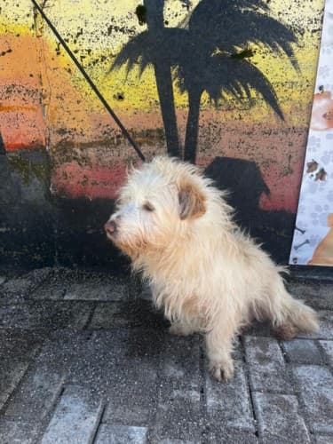 Bandirma Terrier B1721 Terrier Köpek, Balıkesir